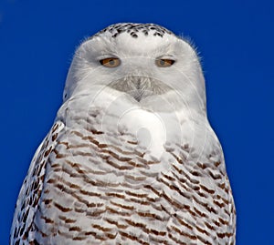 Snowy Owl