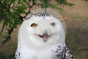 Snowy Owl