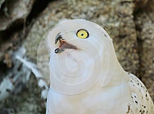 Snowy owl