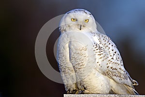 Snowy Owl