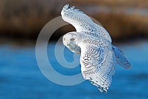 Snowy Owl