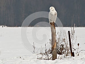 Snowy Owl