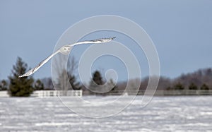 Snowy owl