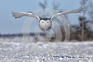 Snowy Owl