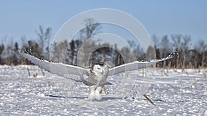 Snowy Owl