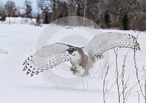 Snowy owl