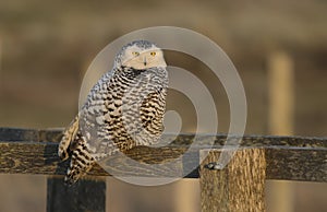 Snowy owl