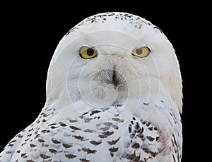 Snowy Owl