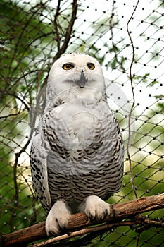 Snowy owl