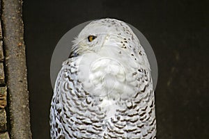 Snowy owl