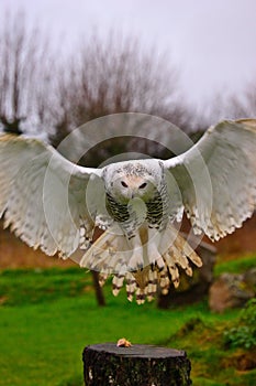 Snowy Owl