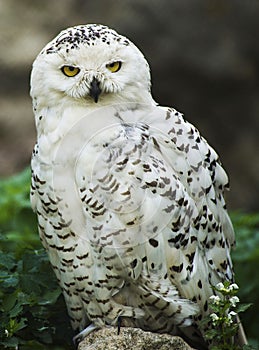 Snowy Owl