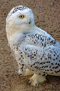 Snowy Owl