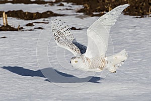 Snowy Owl