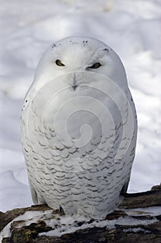 Snowy Owl