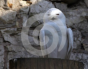 Snowy owl