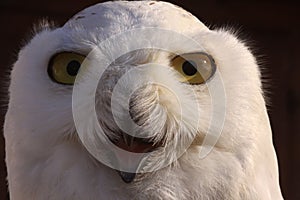 Snowy owl