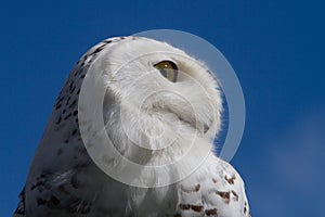 Snowy Owl