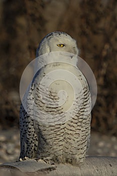 Snowy Owl from the Arctic Tundra