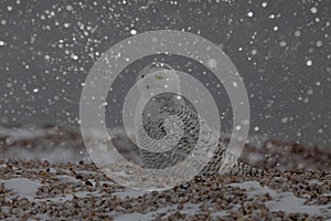 Snowy Owl from the Arctic Tundra