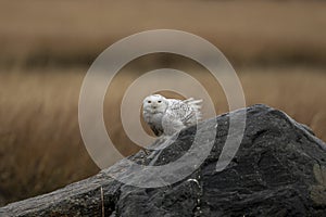 Snowy Owl from the Arctic Tundra