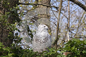 Snowy Owl At The Artis Zoo Amsterdam The Netherlands 11-4-2022