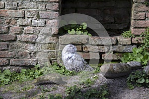 Snowy Owl At The Artis Zoo Amsterdam The Netherlands 28-3-2022