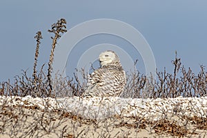 Snowy Owl on the beach