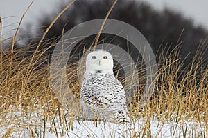 Snowy Owl on the beach in the dune