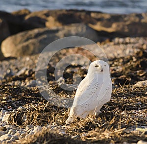 Snowy Owl in beach wrack