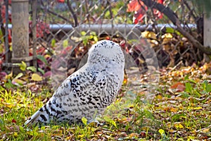 Snowy Owl from Behind