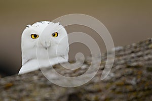 Snowy owl behind fallen tree