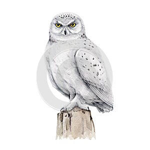 Snowy owl bird watercolor illustration. Hand drawn realistic white owl on the stump element. Wildlife northern avian