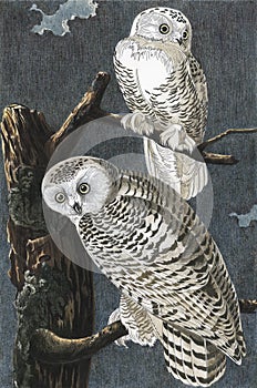 Snowy Owl from Birds of America 1827 by John James Audubon. Adult coloring page