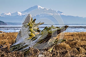 Snowy Owl in Boundary bay with Mt Baker