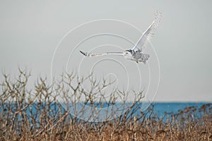 Snowy Owl - Bubo scandiacus