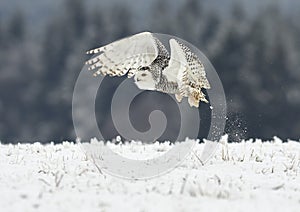 Snowy owl Bubo scandiacus