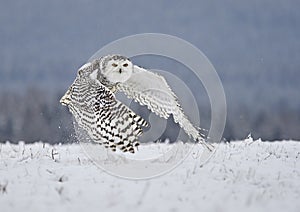 Snowy owl Bubo scandiacus