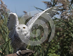 Snowy owl Bubo scandiacus