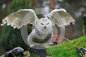 Snowy Owl (Bubo scandiacus) photo