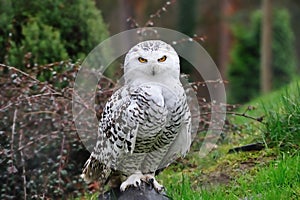 Snowy Owl (Bubo scandiacus)