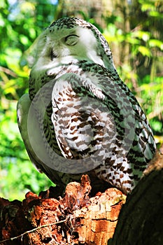 Snowy Owl (Bubo Scandiacus
