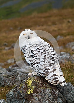 Snowy Owl (Bubo scandiacus)