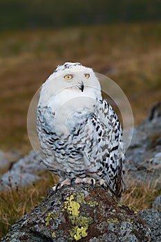 Snowy Owl (Bubo scandiacus)