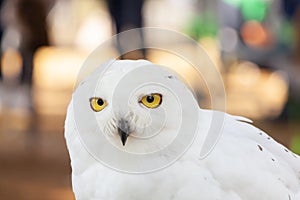 Snowy Owl - Bubo scandiacus