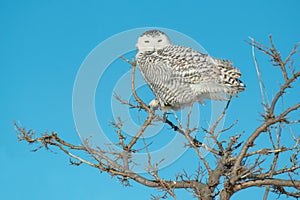 Snowy Owl - Bubo scandiacus