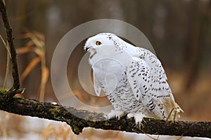 Snowy owl Bubo scandiacus.