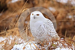 Snowy owl Bubo scandiacus.