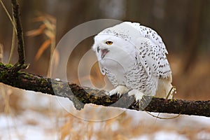 Snowy owl Bubo scandiacus.