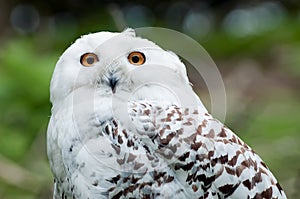 Snowy Owl (Bubo scandiacus)